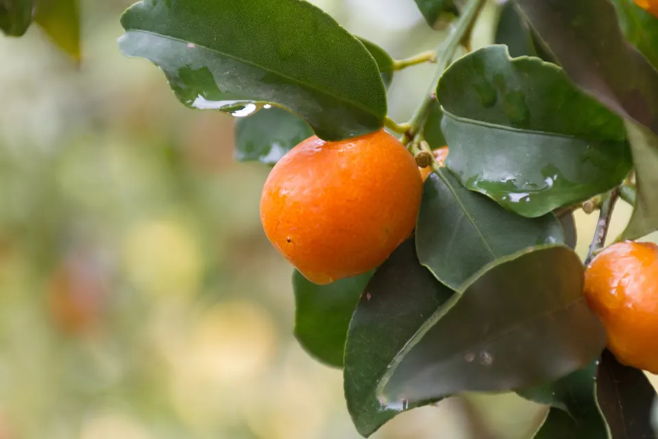 Modne kumquats på træet, Korfus egen frugt