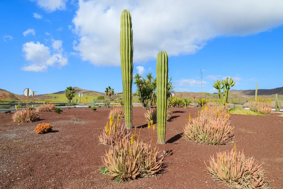 Høje kaktus i rød jord på Fuerteventura