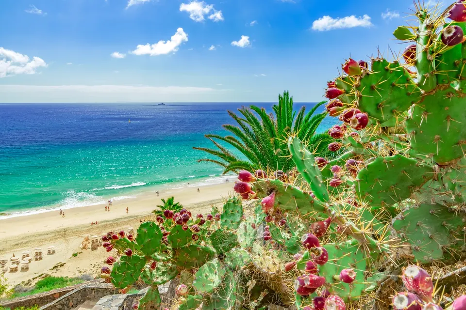 Esquinzo-stranden med turkist vand, kaktus og blomster i forgrunden