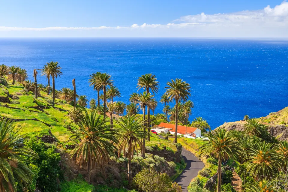 Palmer på de grønne skrænter ved Taguluche på La Gomera med havet bagved
