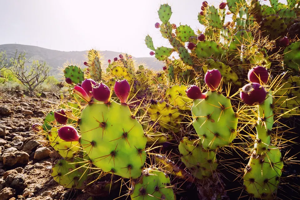 Figenkaktus i blomst på Tenerife