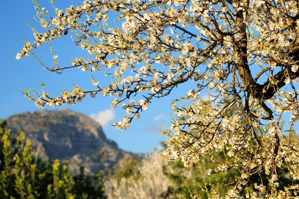 Mandeltræ i blomst med en klippetop i baggrunden på Mallorca