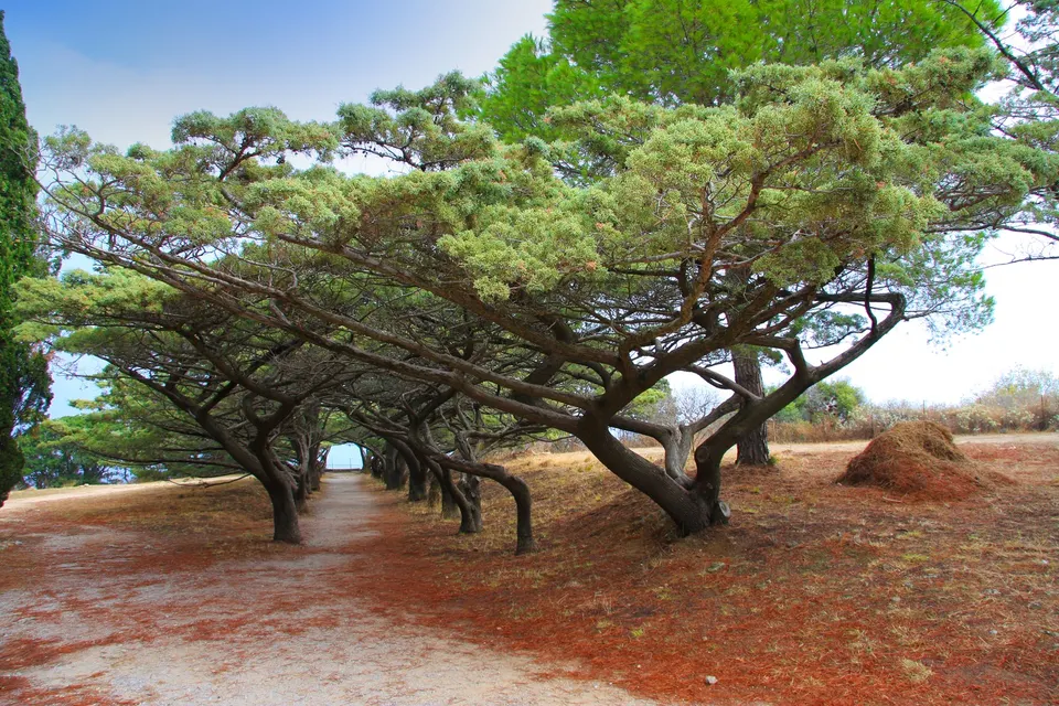 Allé af krogede fyrretræer i en park på Rhodos