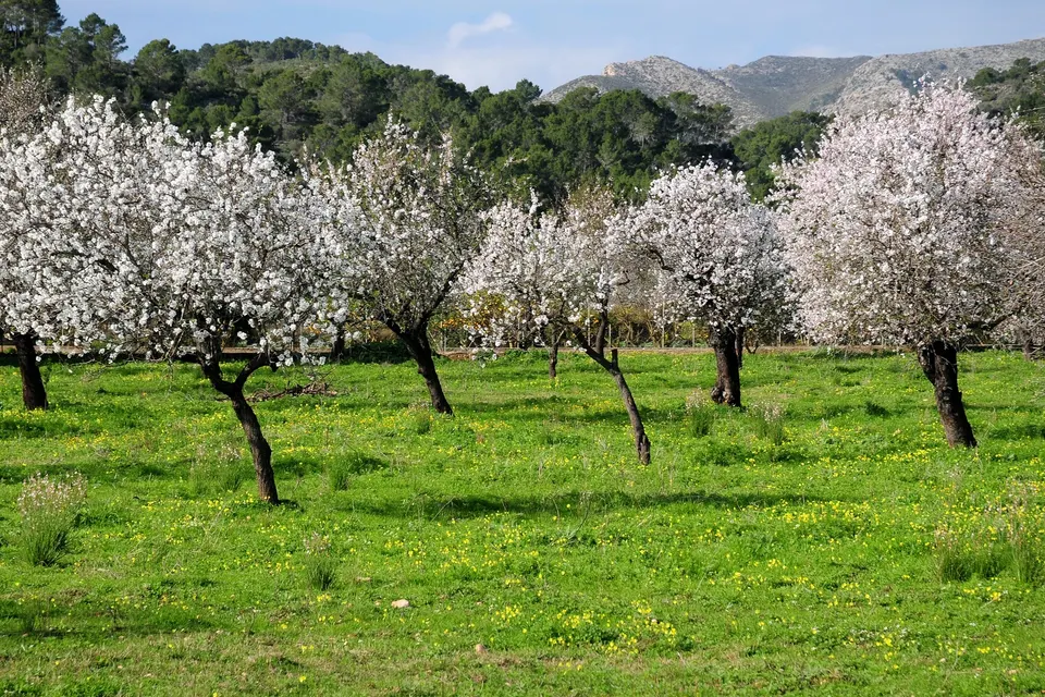 Rækker af blomstrende mandeltræer på en mark med bjerge bag på Mallorca