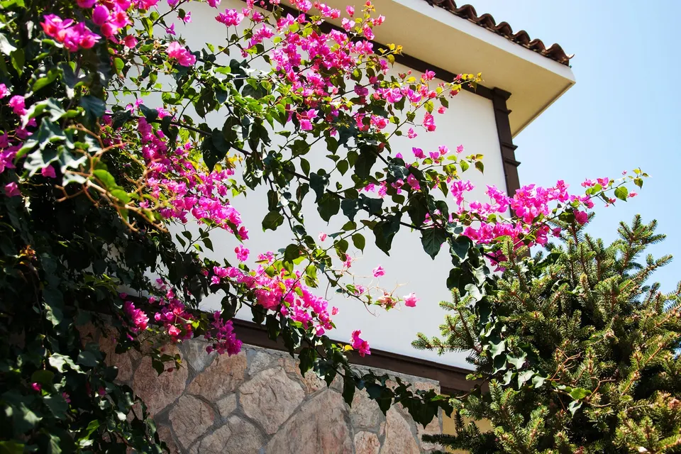 Lyserød bougainvillea mod et hvidt hus med tegltag og stensokkel