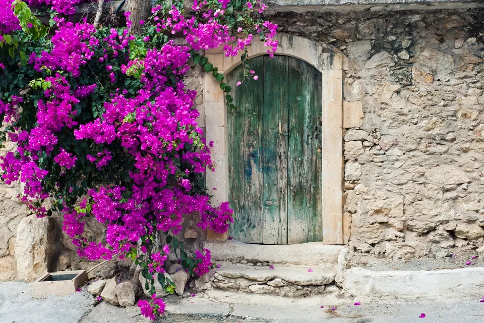 Gammel grøn trædør i en stenmur med blomstrende bougainvillea
