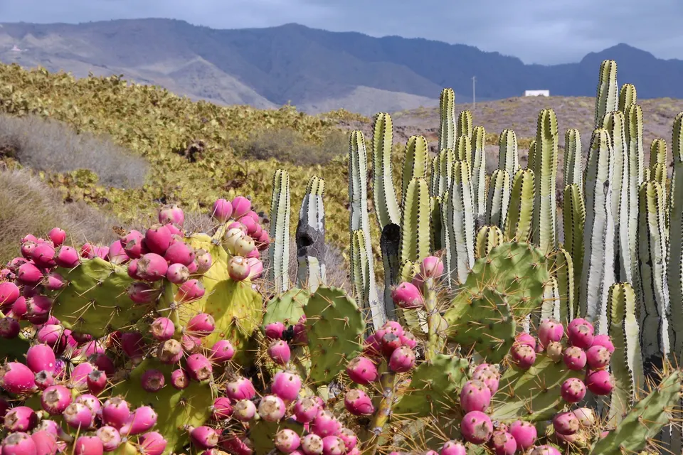 Kanarisk vortemælk, en kaktuslignende plante, på Tenerife