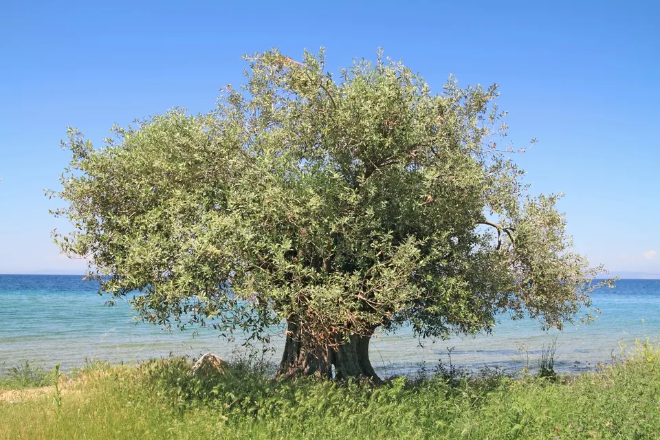 Stort oliventræ ved en strand med lavt, klart vand