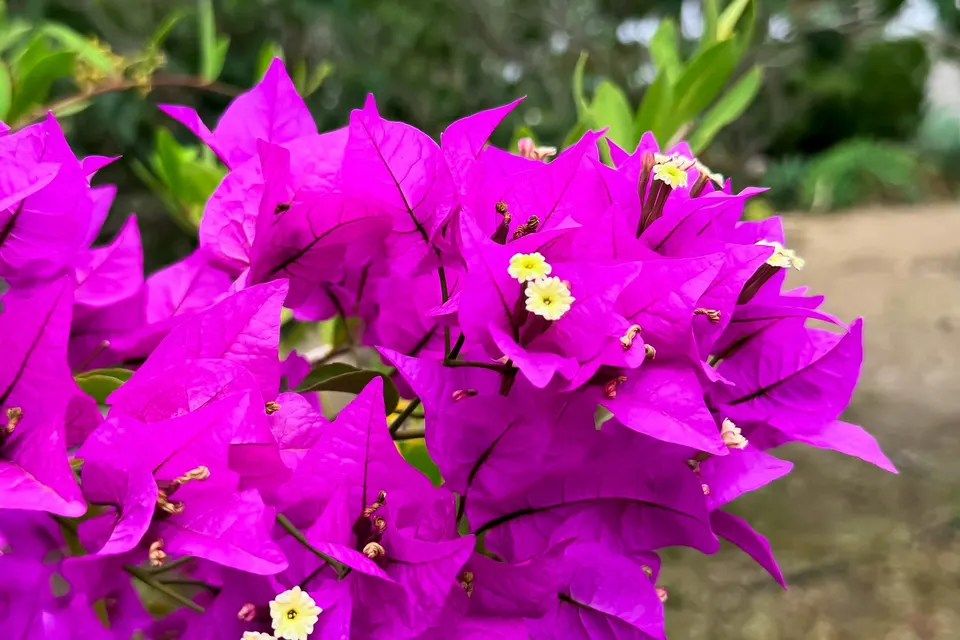Lilla bougainvillea i blomst