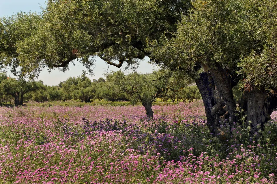 Blomstereng med lilla tidsler mellem gamle oliventræer om foråret